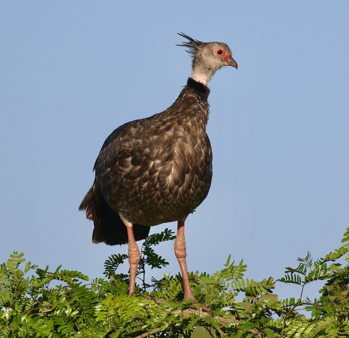 Southern Screamer - ML599703281