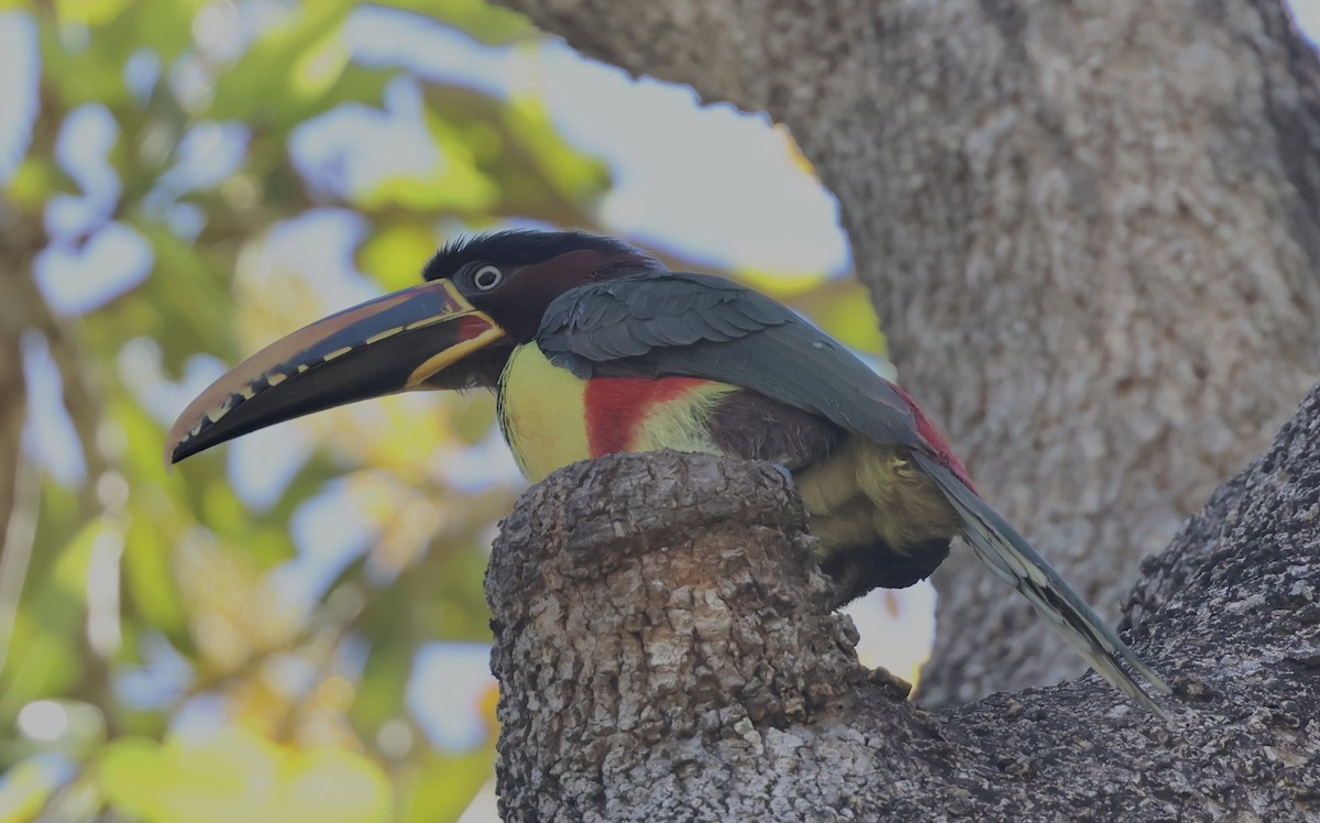 Chestnut-eared Aracari - ML599703411