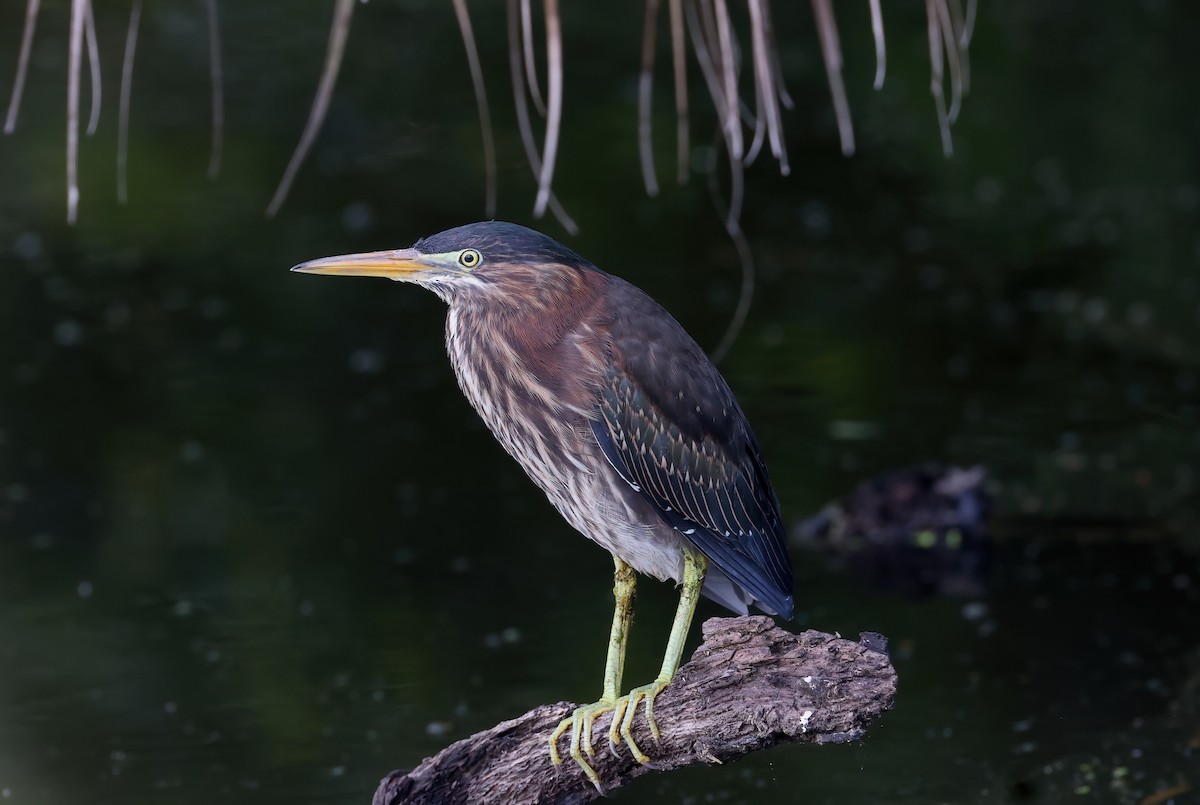 Green Heron - Peter Schreck