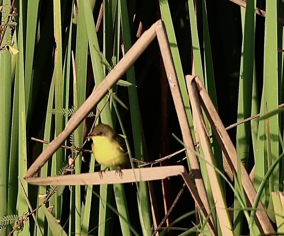 Subtropical Doradito - ML599704821