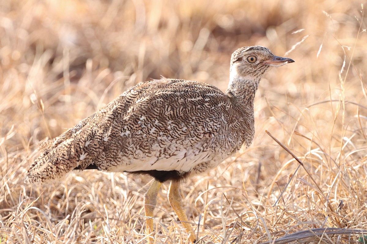 White-quilled Bustard - Herman Viviers