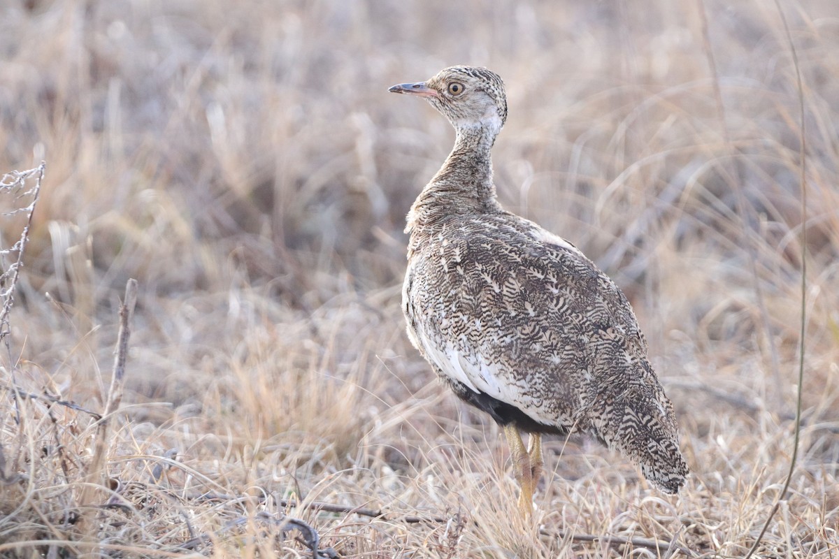 White-quilled Bustard - ML599705151