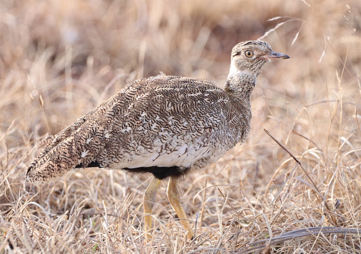 White-quilled Bustard - ML599705181