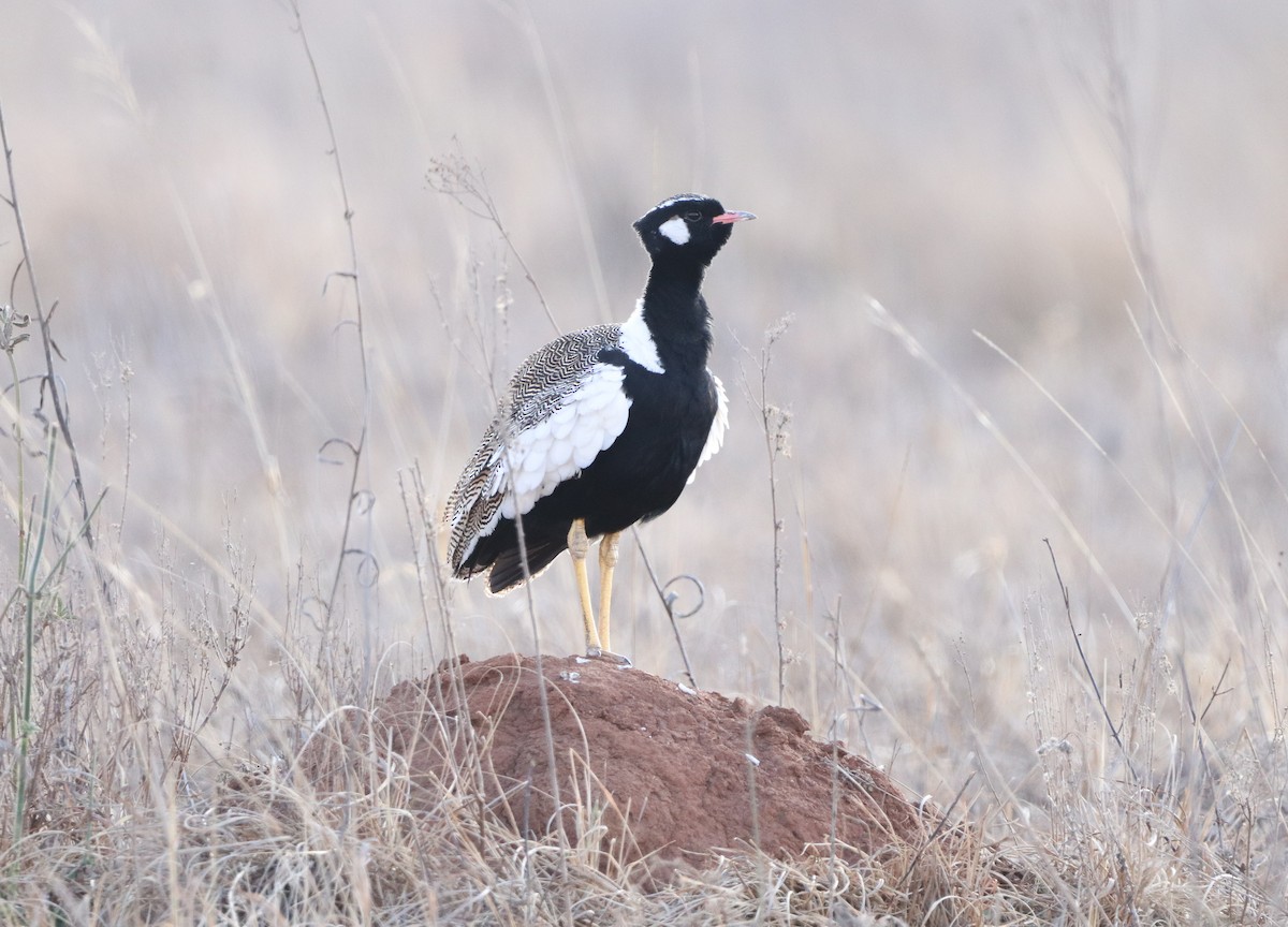 White-quilled Bustard - Herman Viviers