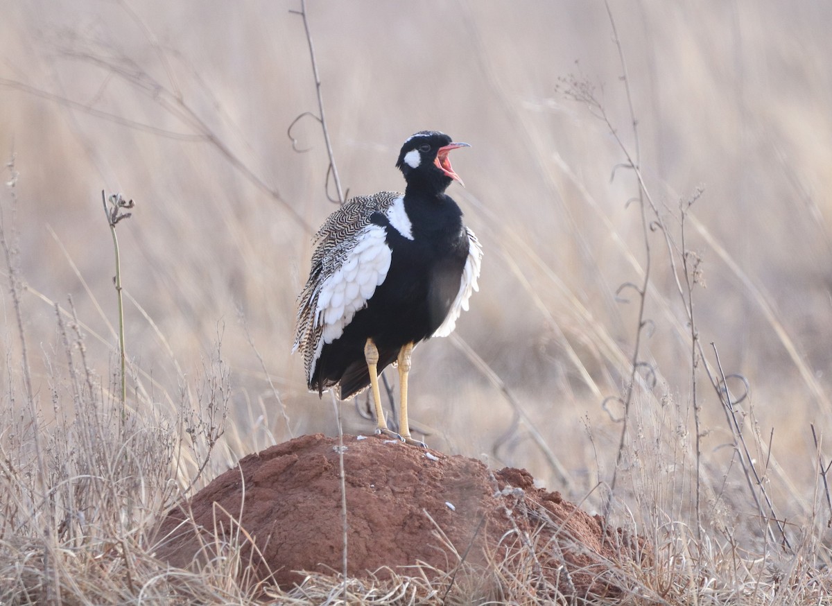 White-quilled Bustard - ML599705221