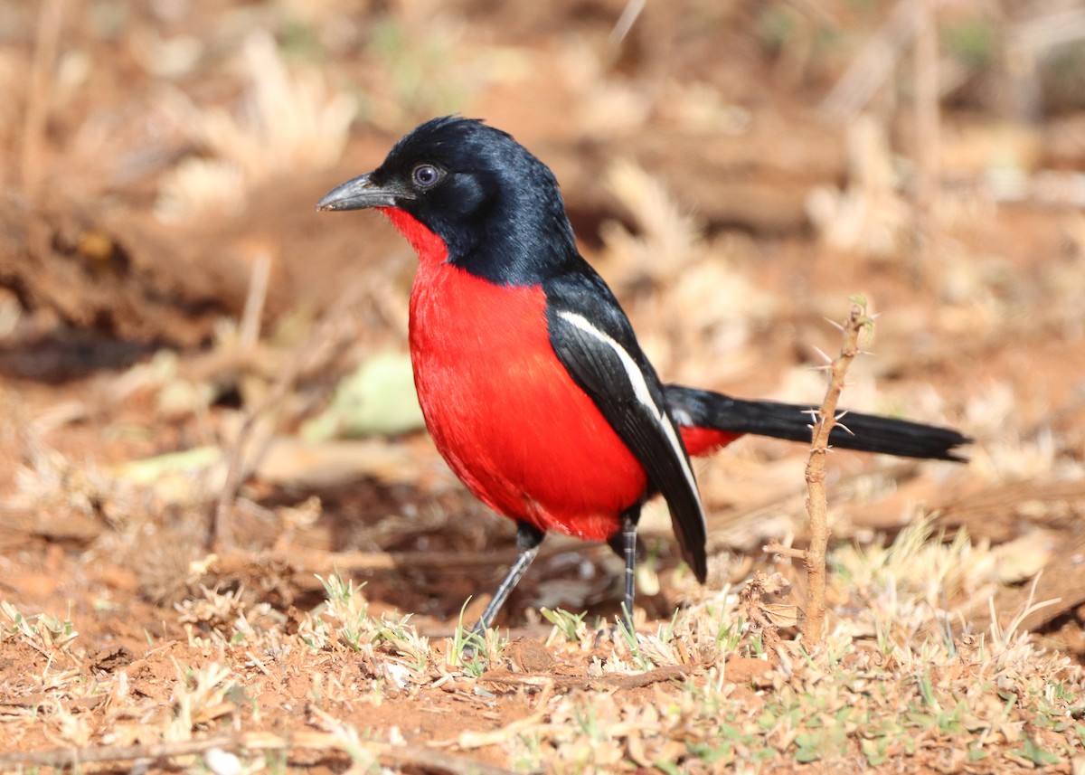 Crimson-breasted Gonolek - ML599705351