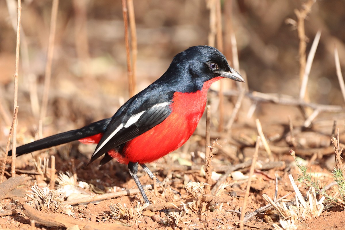 Crimson-breasted Gonolek - ML599705361