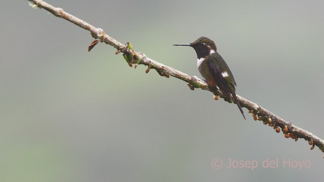 Purpurkehl-Sternkolibri - ML599705581