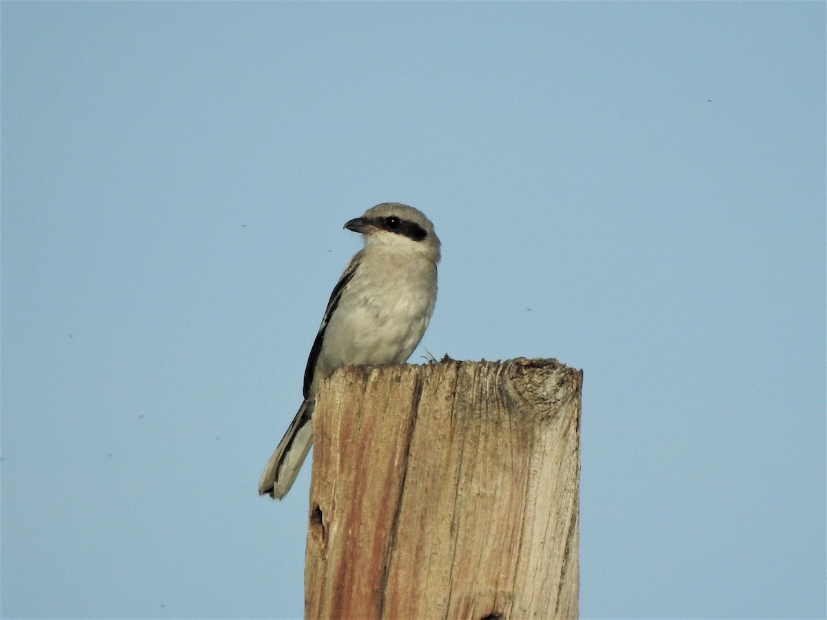 amerikavarsler - ML599705981