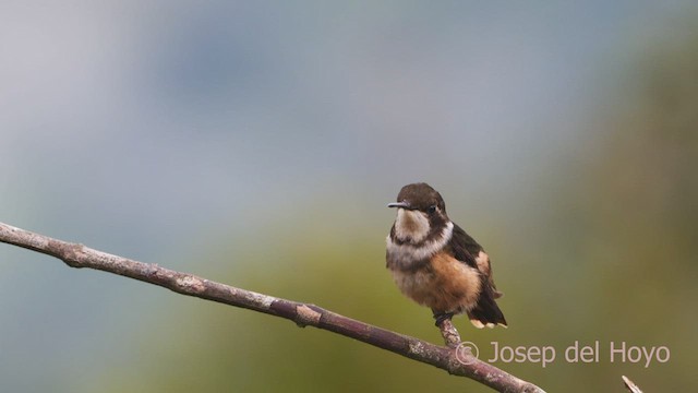 Purple-throated Woodstar - ML599706111