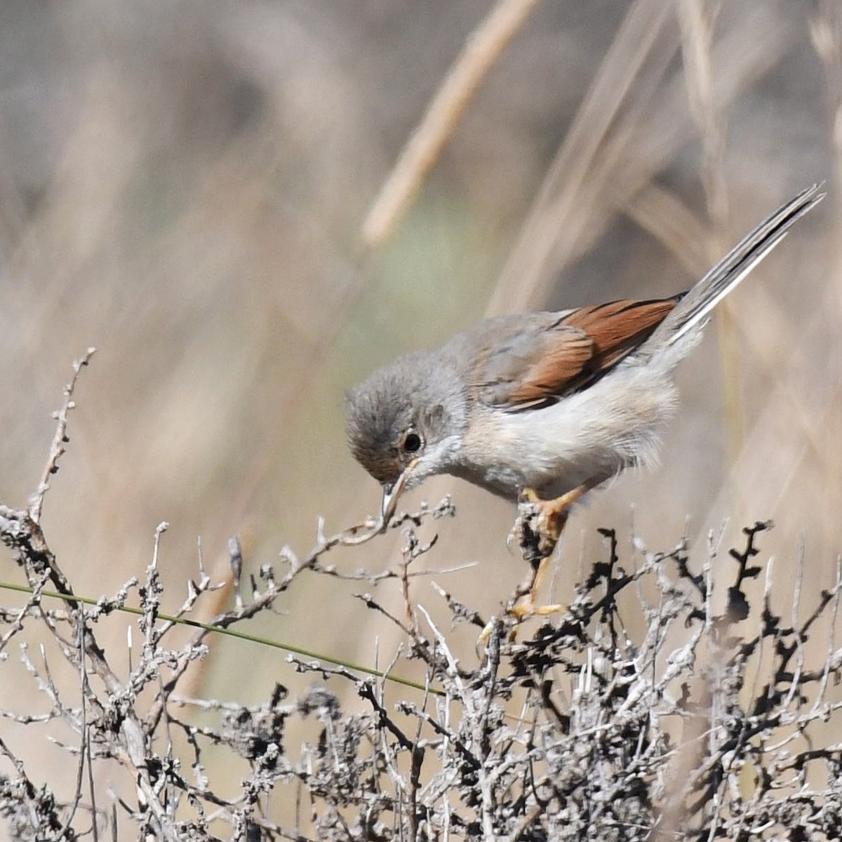 Spectacled Warbler - ML599706281