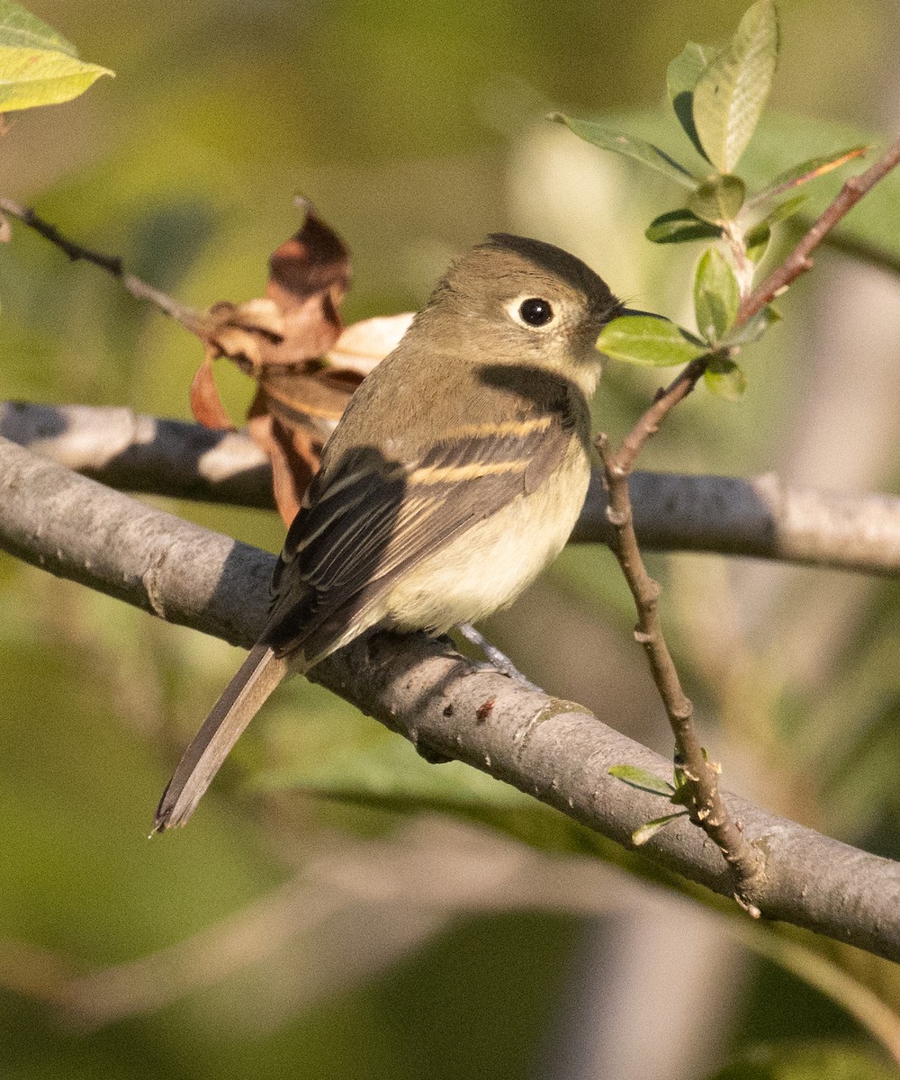 Western Flycatcher (Pacific-slope) - ML599706731