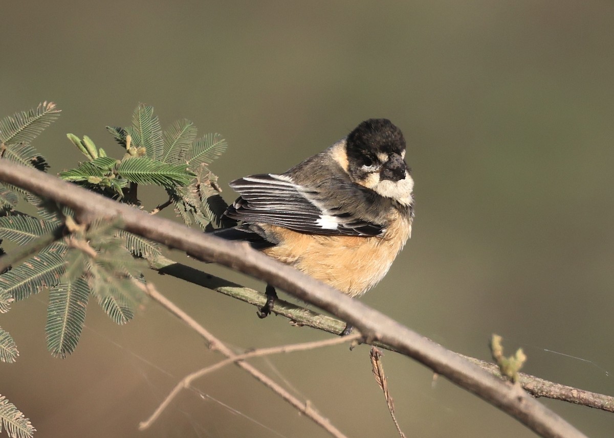 Rusty-collared Seedeater - Judy Grant