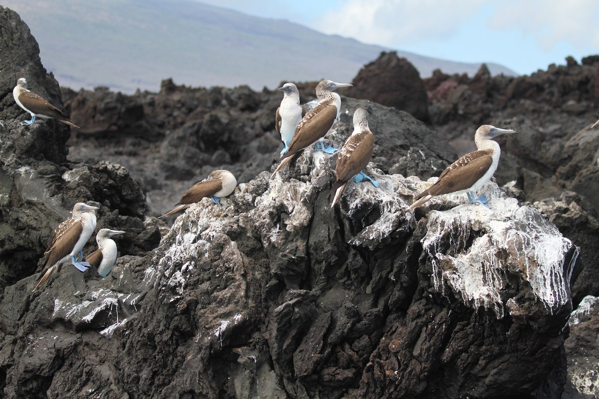 Blue-footed Booby - ML599706921