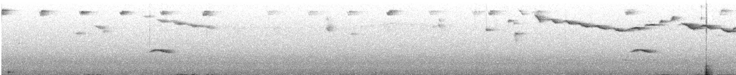 Grallaire du Pérou - ML599707181