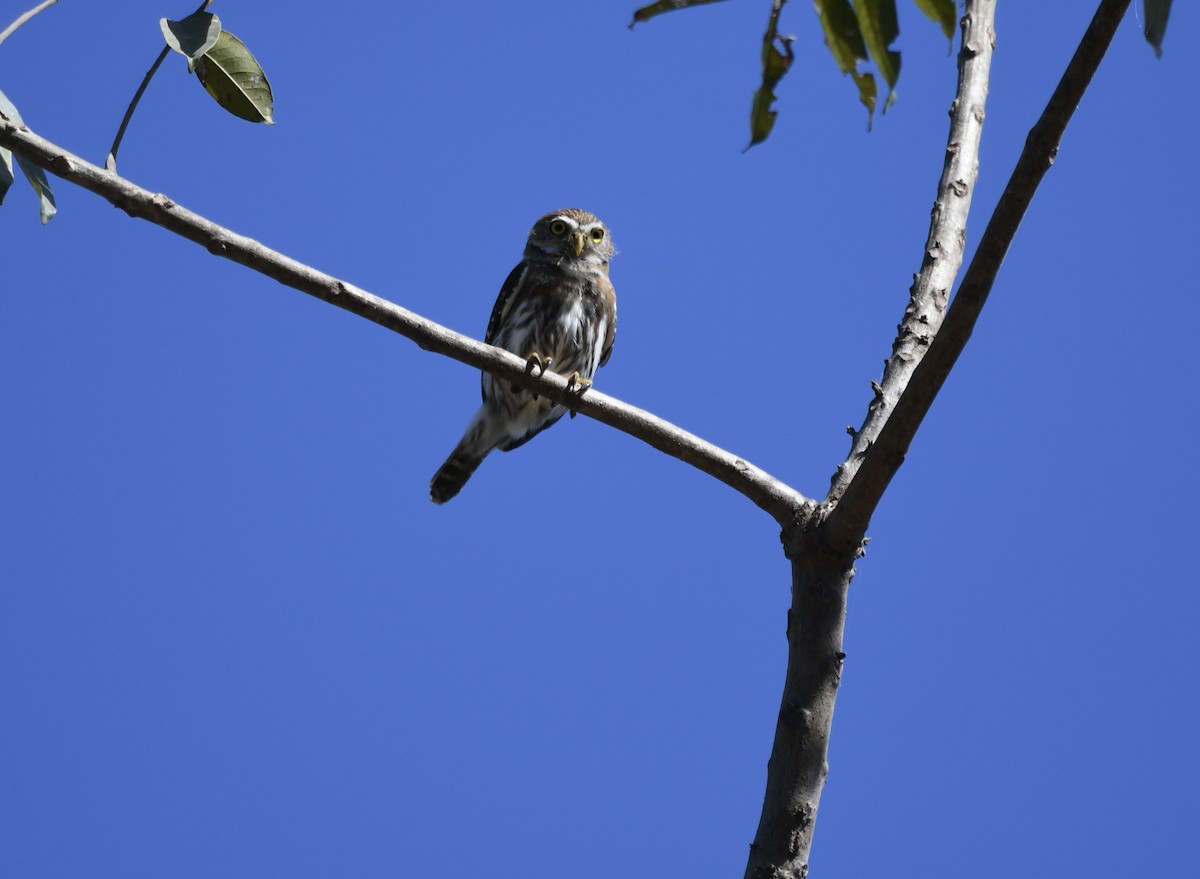 Ferruginous Pygmy-Owl - Jan Hansen