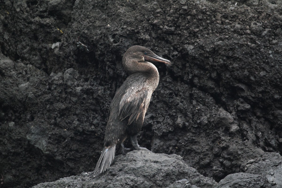 Galapagos Karabatağı - ML599707621