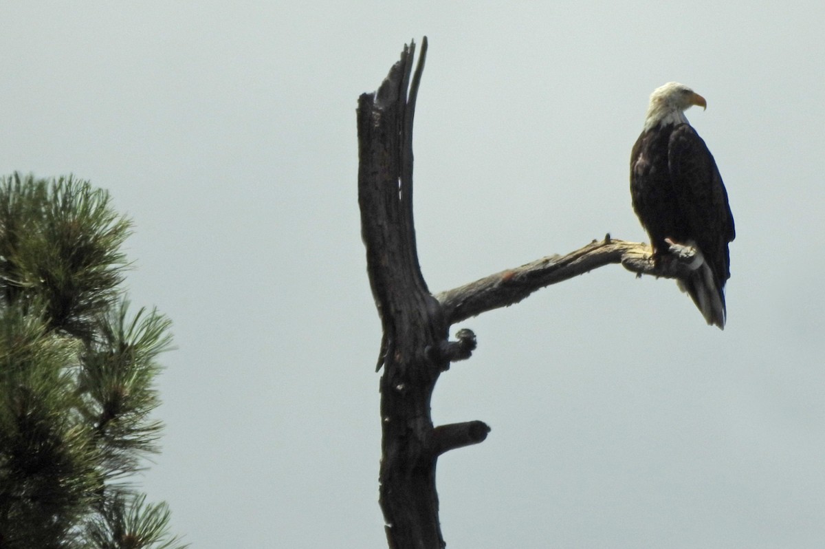 Weißkopf-Seeadler - ML599707691