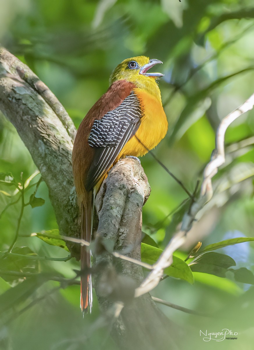 Orange-breasted Trogon - Nguyen Pho