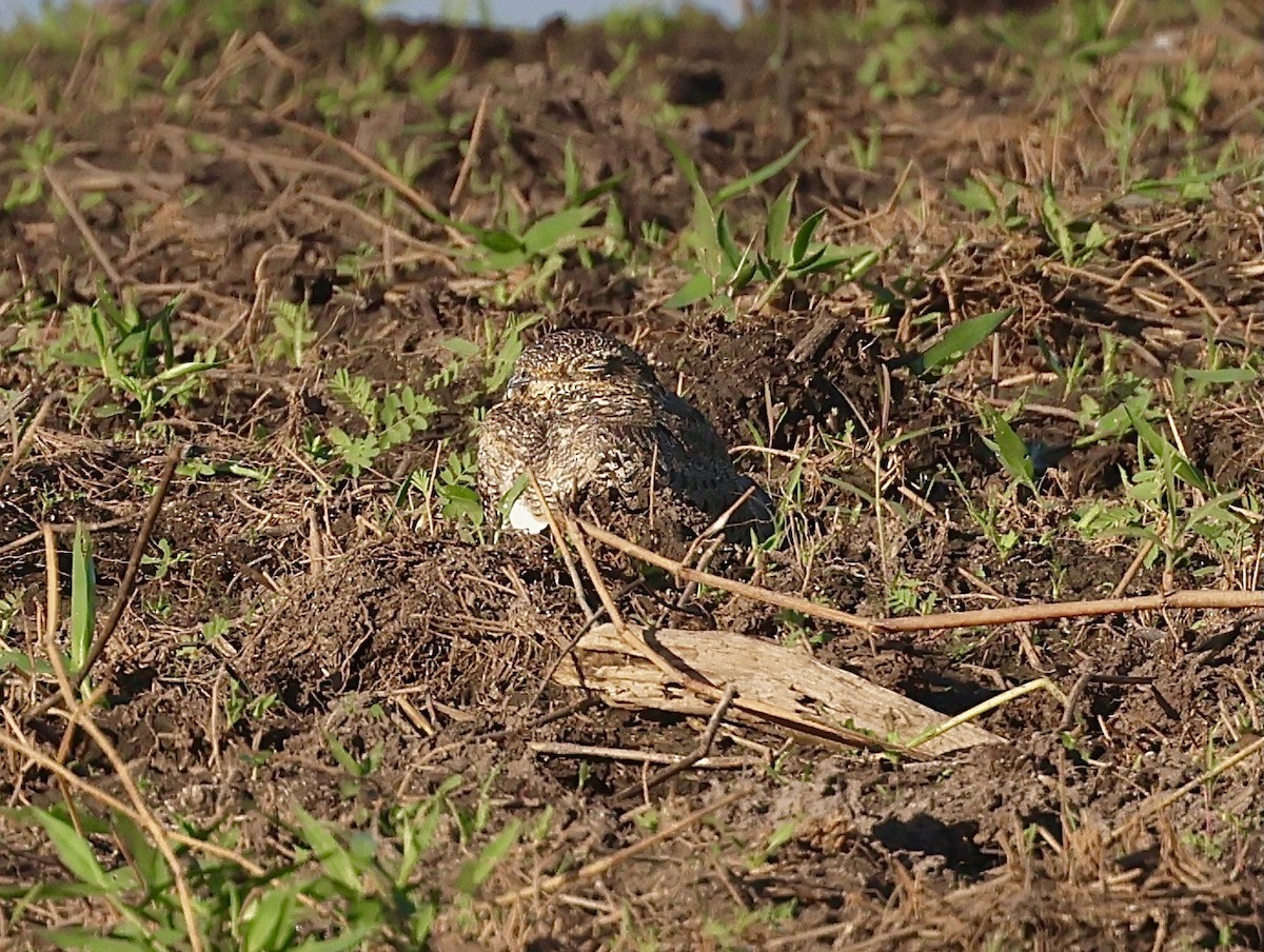 Nacunda Nighthawk - ML599708261