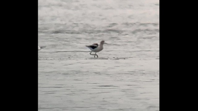 American Avocet - ML599708921