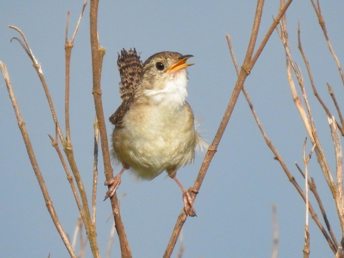 Grass Wren - ML599709011