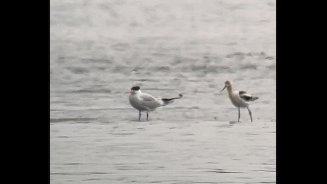 Avocette d'Amérique - ML599709121