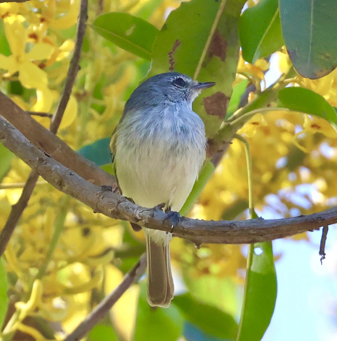 Plain Tyrannulet - ML599709291