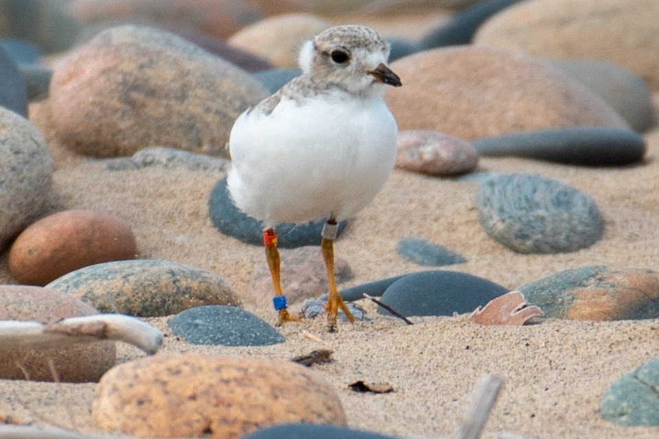 Piping Plover - David Moore