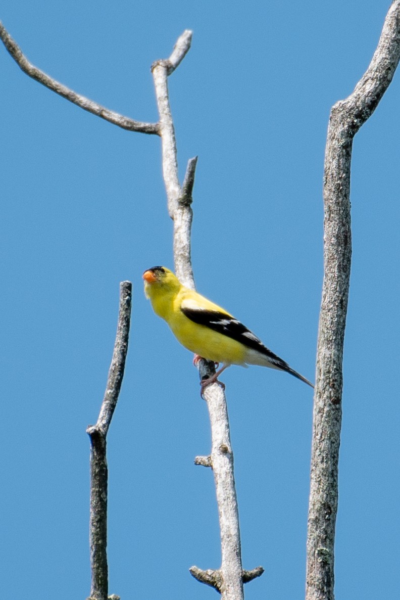 American Goldfinch - ML599712081