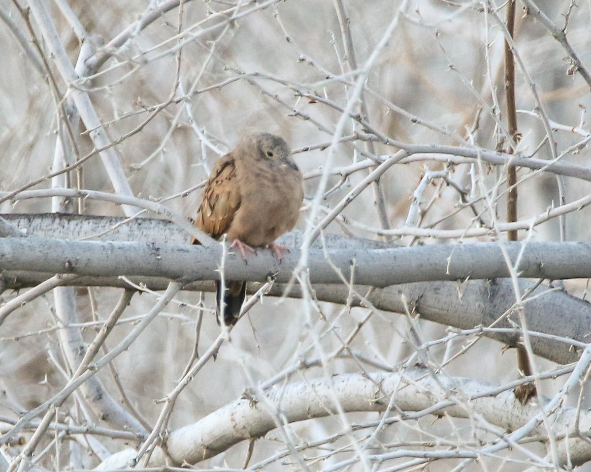 Ruddy Ground Dove - ML599712281