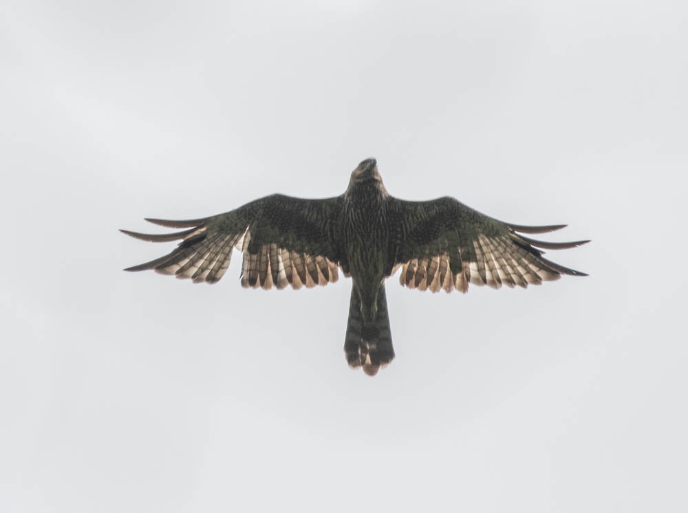 Spotted Harrier - Lindy Fung