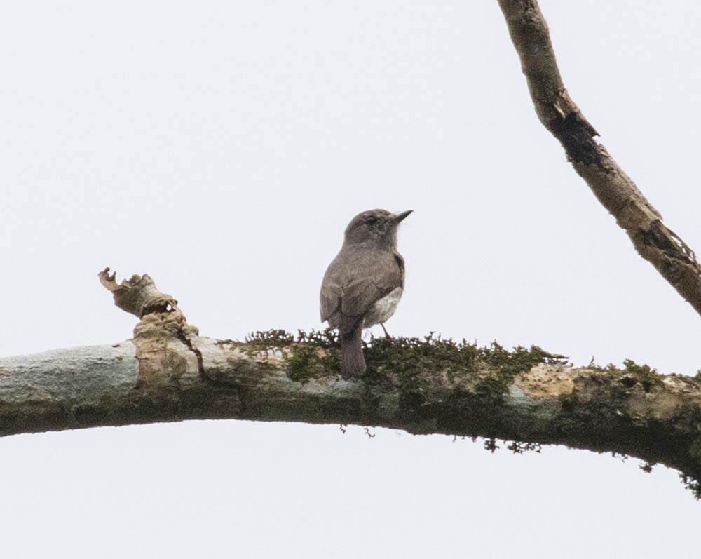Sulawesi Brown Flycatcher - Lindy Fung