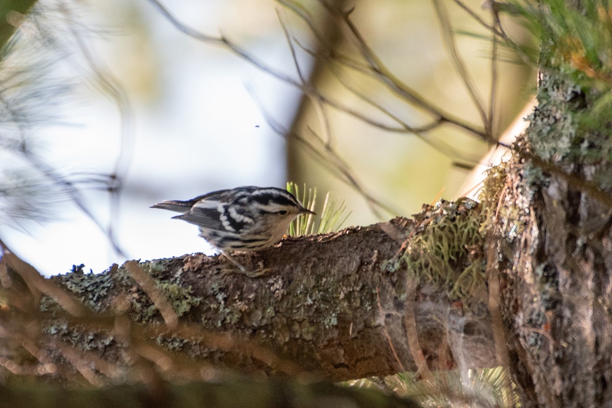 Black-and-white Warbler - David Moore