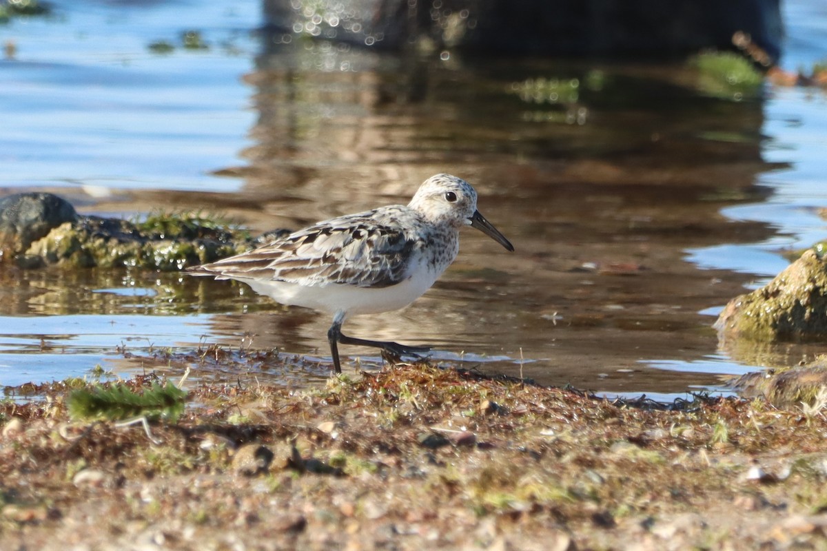 Sanderling - ML599712601