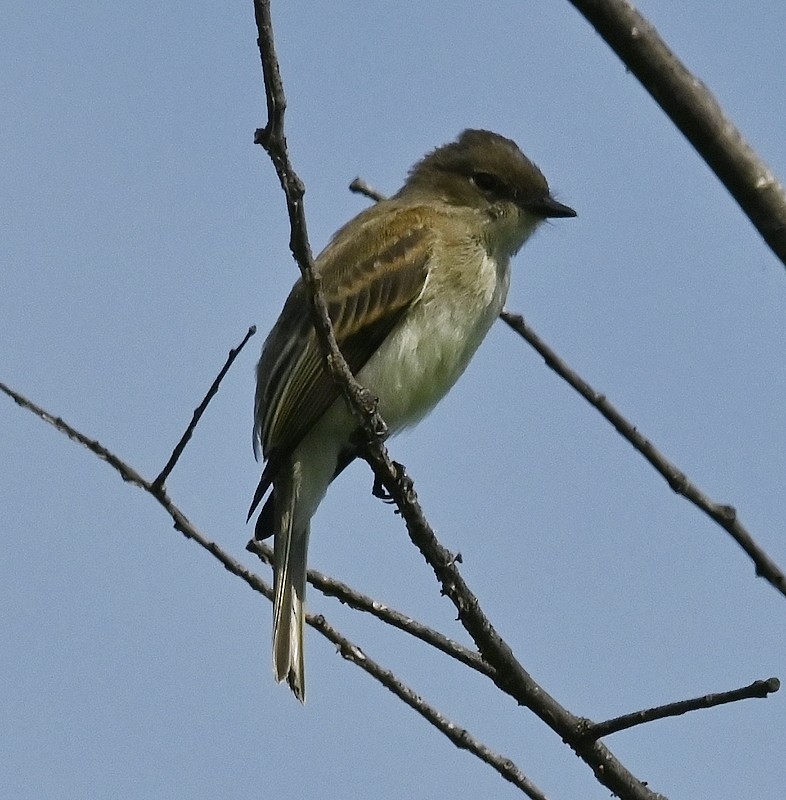 Eastern Phoebe - ML599712841