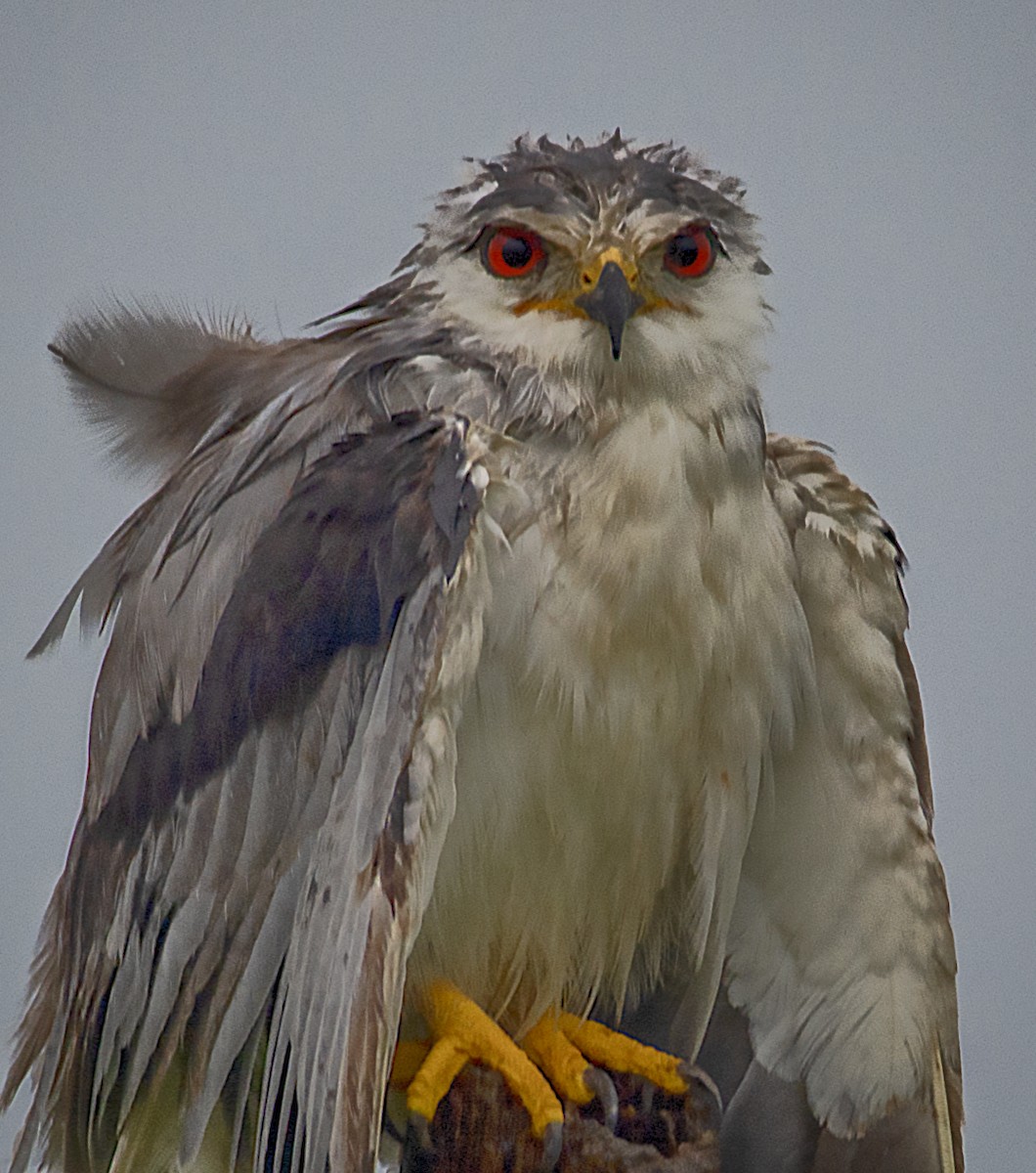 Black-winged Kite - ML599714251