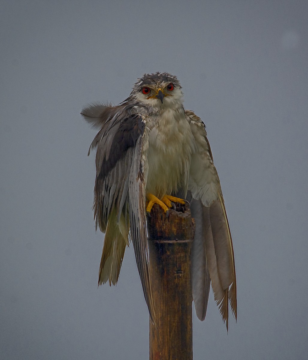 Black-winged Kite - SAPTARSHI MUKHERJEE