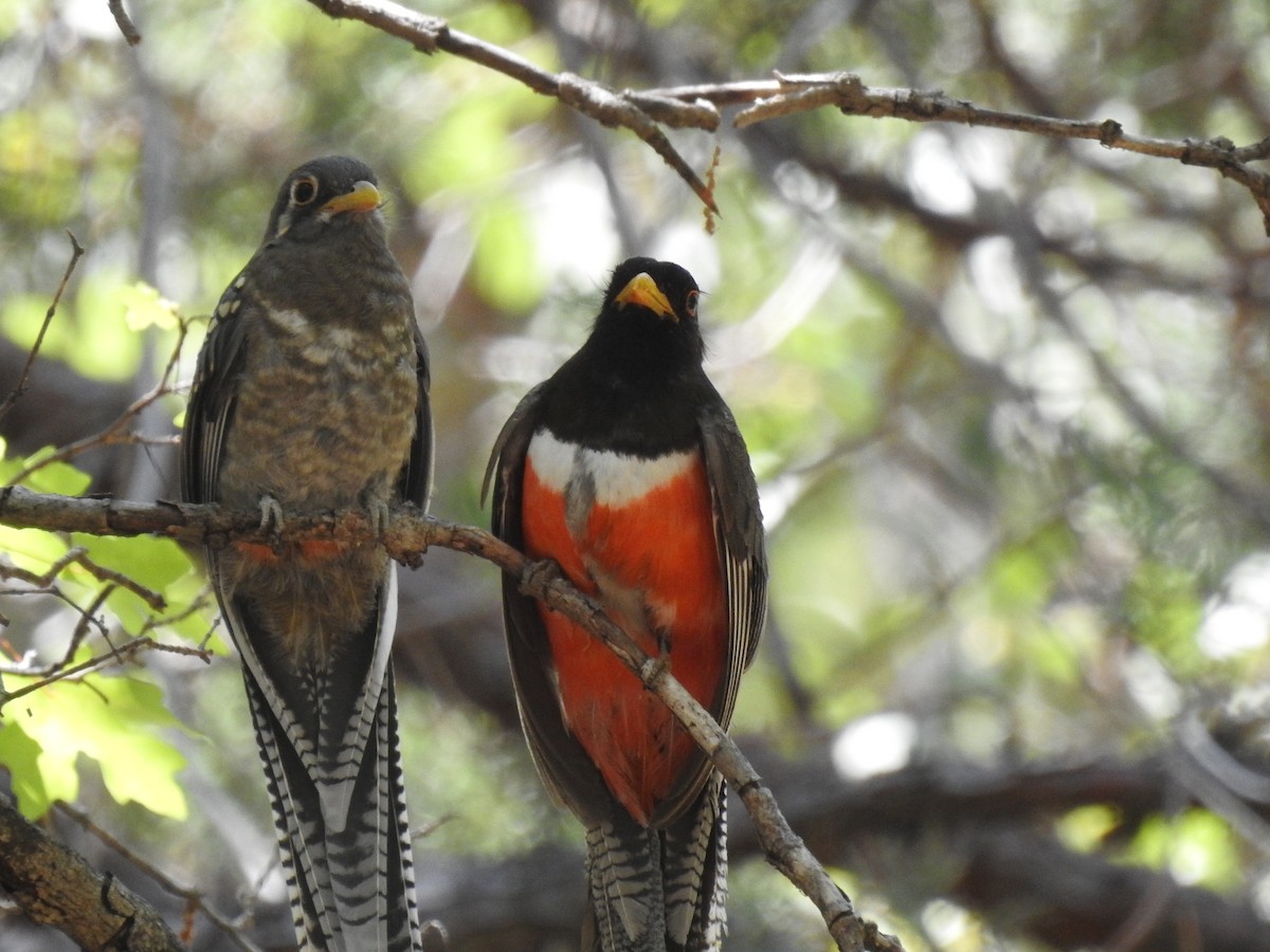 Elegant Trogon - Chris Dean