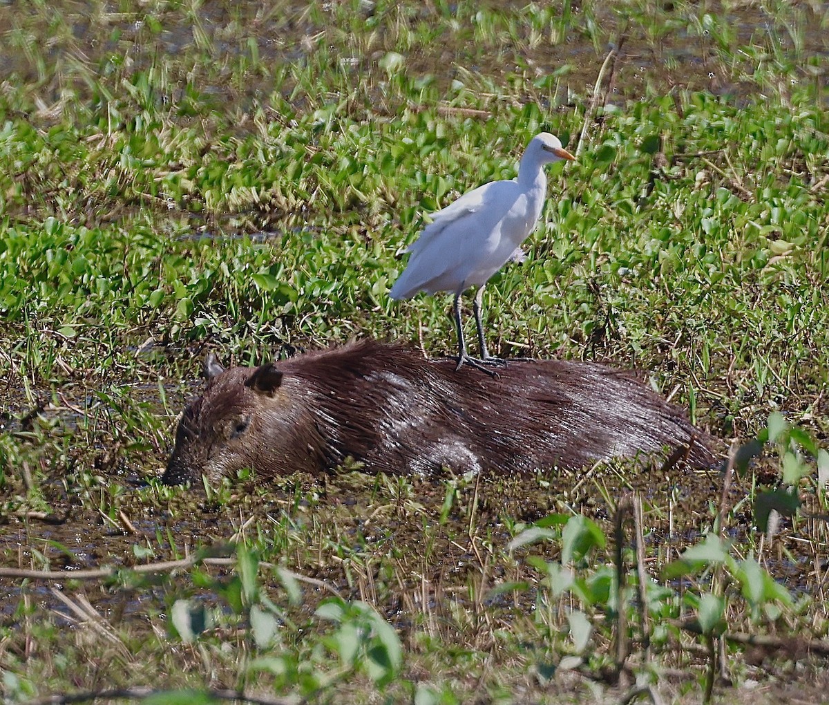 Western Cattle-Egret - ML599714891