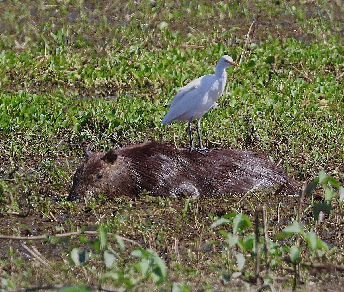 Western Cattle Egret - Judy Grant