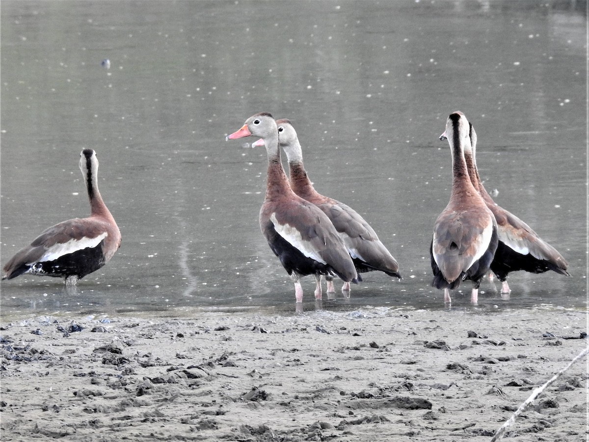 Black-bellied Whistling-Duck - ML599715021