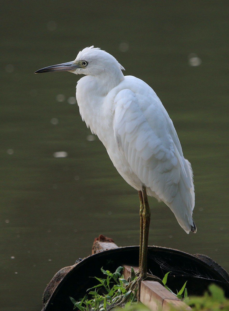 Little Blue Heron - ML599715301