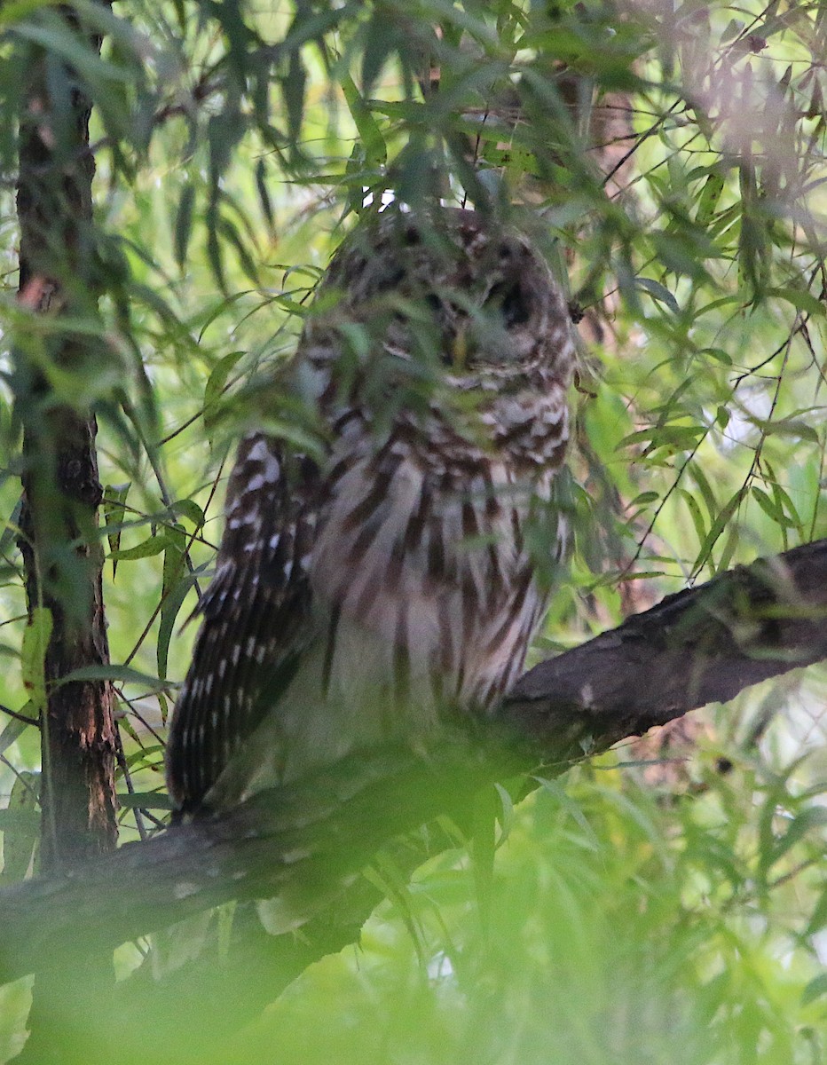 Barred Owl - ML599716141