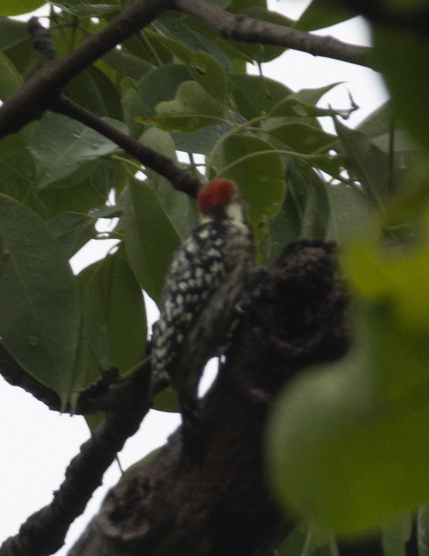 Yellow-crowned Woodpecker - ML599717301