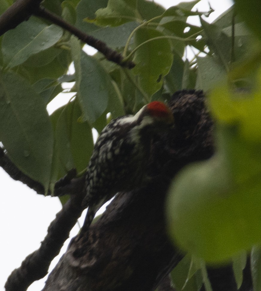 Yellow-crowned Woodpecker - ML599717311