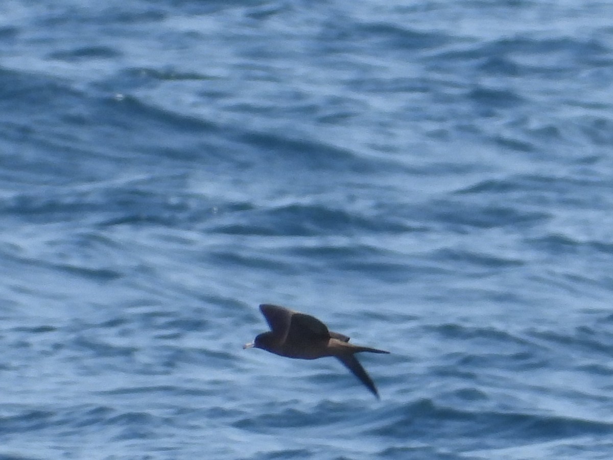 Wedge-tailed Shearwater - ML599717831