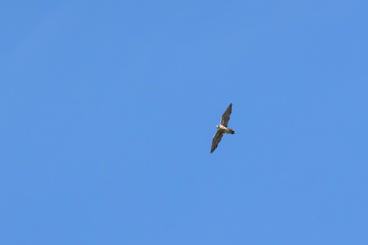 Peregrine Falcon (North American) - ML599719041