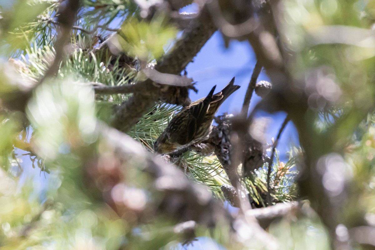 Cassia Crossbill - Alex Lamoreaux