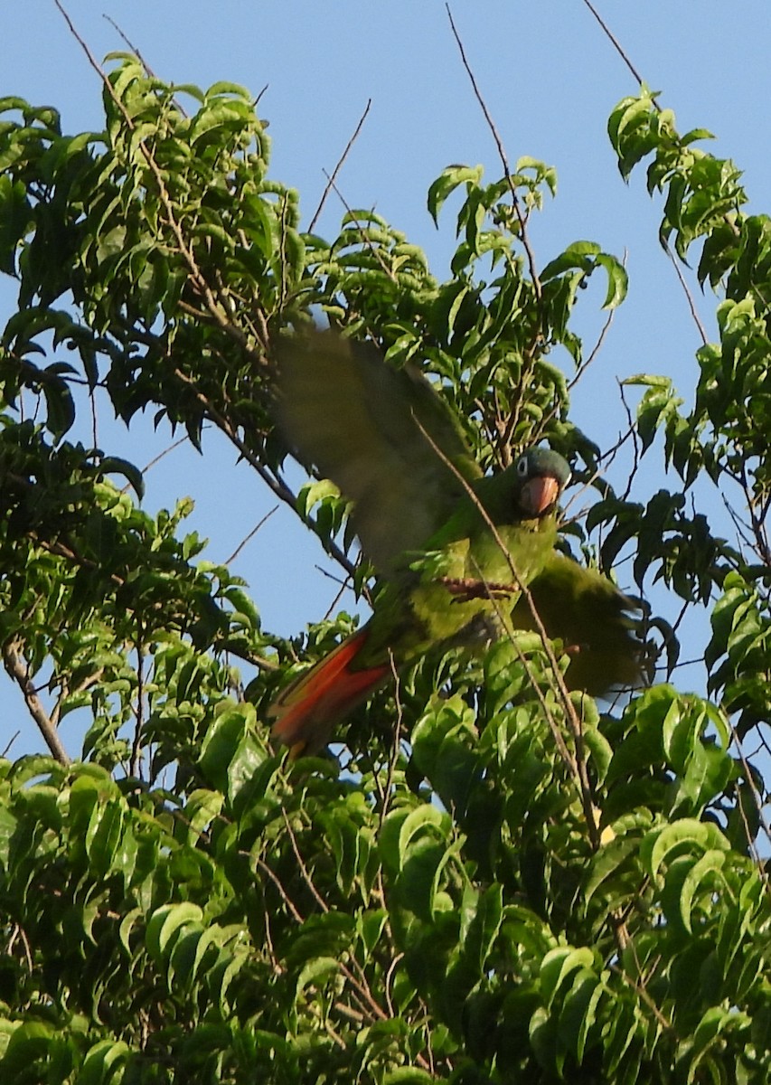 Blue-crowned Parakeet - ML599719711